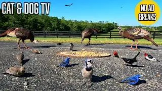 Thumbnail: Entertain Your Pets with a Variety of Birds (Wild Turkeys, Doves, Blue Jays & More) Cat & Dog TV
