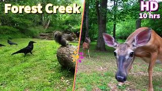 Thumbnail: Entertain your pets with a Forest Stream featuring Squirrels, Crows and Deer | 10-Hour Cat & Dog TV
