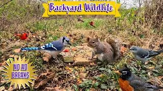 Thumbnail: Entertain Your Pets - 10 Hours of Squirrels & Birds | All Day Ambience for Nature Lovers | Dog TV