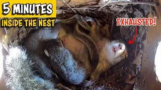 Thumbnail: Life inside a Squirrel Nest: Mom Needs a Nap! ❤️