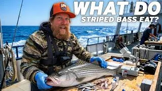 Thumbnail: Striper Fishing For Science In Maine -Chasing the Striper ep 8
