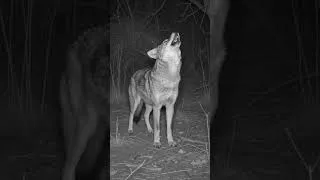 Thumbnail: Coyote sound of howling and barking remix | canislaterans sounds | fox sounds #coyote #foxringtone