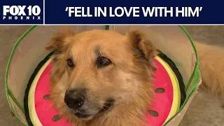Thumbnail: Dog found injured in Surprise seeks forever home | FOX 10 Phoenix