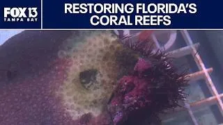 Thumbnail: Disease-resistant coral could help Florida reefs