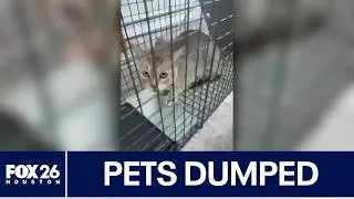 Thumbnail: Pets dumped off Lake Houston bridge