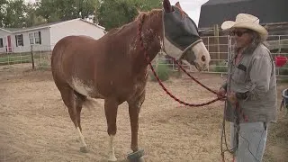 Thumbnail: Horse shot 36 times in reported Boulder County animal cruelty incident