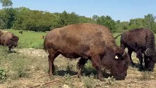 Thumbnail: Rancher says trade war could push people to buy local