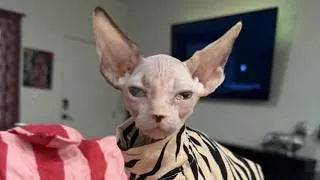 Thumbnail: Henderson breeder investigated, buyer speaks out about dead kitten