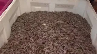 Thumbnail: Louisiana Shrimp Association asks Trump for more protection from imports