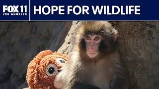 Thumbnail: 2 heartwarming animal stories that will make your day