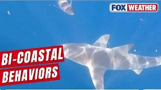 Thumbnail: Shark Experts Weigh In On Recent Shark Sightings On Both US Coasts