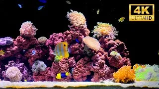 Thumbnail: Best Relaxing Aquarium in 4K | 2 Hours of Beautiful Fish Tank for Deep Sleep & Meditation