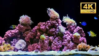 Thumbnail: Coral Reef Aquarium 4K | 2 Hours of Calming Water Sounds for Sleep & Relaxation