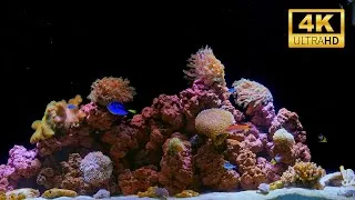 Thumbnail: 4K Real Aquarium Music Live | Beautiful Fish Tank for Meditation, Sleep & Stress Relief