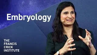 Thumbnail: How Do We Study How Embryos Grow? – with Naomi Moris