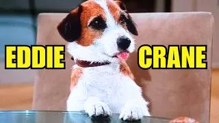 Thumbnail: Moose the Jack Russell Terrier: TV's Greatest Ever Dog