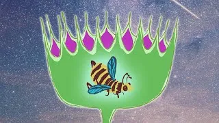 Thumbnail: Bees Things: Flytrapped