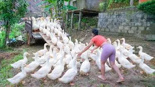 Thumbnail: Harvesting Lots Of Ducks After 5 Month Of Raising, Use Truck To Transport Many Ducks Go To Sell