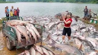 Thumbnail: 266-Days Harvesting A Lot Of Big Fish, Use Truck To Transport Many Fish Go To Sell At village Market