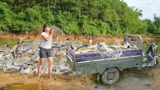 Thumbnail: Catching Fish From Villagers In Large Quantities, Use Truck Transport Big Fish Go To Market Sell