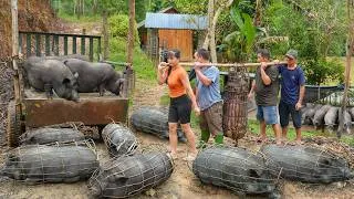 Thumbnail: Selling Many Big Pigs Weighing 100KG Each After 5 Month of Raising | Buy Many Piglet To Raise