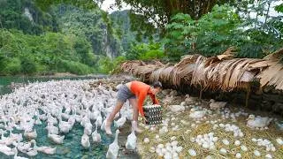 Thumbnail: Use 3-Wheeled Truck Harvest Many Duck Egg From Farm with 1000 Ducks Go To Countryside Market Sell