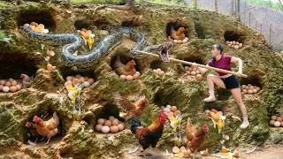 Thumbnail: Use Truck To Transport Many Rooster Go To Sell At Market, A Big Python Hiding Nest Chicken Lay Eggs