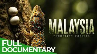 Thumbnail: Forgotten Forests of Malaysia | Free Documentary Nature