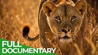 Thumbnail: Hunt or Die: Nature’s Deadliest Predators | Wildest Survival | Free Documentary Nature