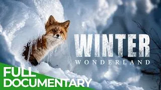 Thumbnail: Winter Wonderland: Secrets of the Frozen Wild | Free Documentary Nature