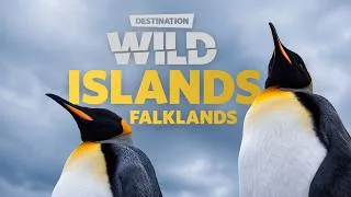 Thumbnail: Destination Wild: Wild Islands - Falkland Islands | Free Documentary Nature