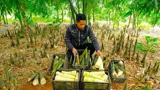 Thumbnail: Gathering Fresh Wild Bamboo Shoots and Drying Them for Nutritious Food Throughout the Long Winter
