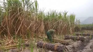Thumbnail: Busy Rural Life Cleaning the Farm Harvesting Sugarcane and Picking Eggplants for Local Market Income