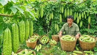 Thumbnail: A Thriving Farm Day Caring for Banana Gardens & Harvesting Fresh Bitter Melons&Cucumbers for Market