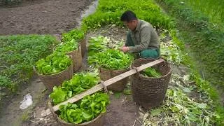 Thumbnail: A Productive Farm Harvest Gathering Fresh Produce for Market Sales & Enjoying Peaceful Rural Living