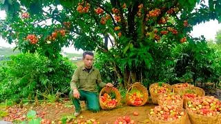 Thumbnail: Garden Upkeep& Harvesting Fresh Whip Fruits Before Heading to the Busy Local Market for Extra Income