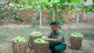 Thumbnail: A Productive Rural Farm Day Renovating the Pig Pen and Harvesting Chayote and Gourds for Market