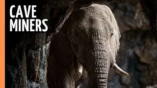Thumbnail: The Cave Elephants of Mount Elgon
