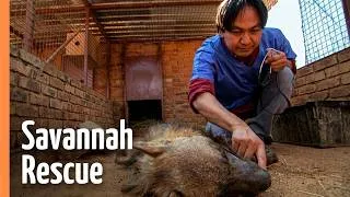 Thumbnail: The Vet Who Races Against a Hyena's Last Hour