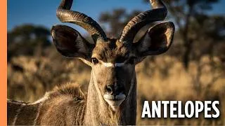 Thumbnail: Africa's Antelopes: 74 Species, One Unstoppable Family