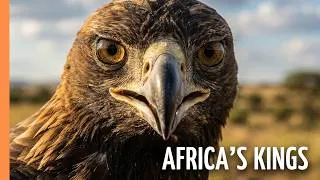 Thumbnail: Wings Over Africa: The World's Most Extraordinary Birds