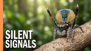Thumbnail: 9 Million Species, One Secret: Animals Can Talk