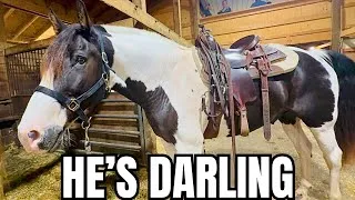 Thumbnail: I Found the Sweetest Spotted Draft at Auction…