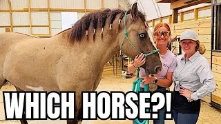 Thumbnail: Some of These Horses Are Going to My SALE…But Who? 👀@RideWithKarla 