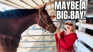 Thumbnail: I’m BUYING! This Gelding Was Almost 17hh At The Horse Sale! 