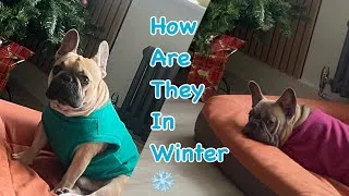 Thumbnail: How are Toffee and Mochi during winter ❄️?