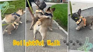 Thumbnail: Delightful walk 🐾🐾🐾