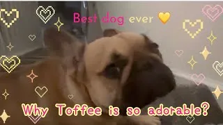 Thumbnail: Toffee is such a sweet boy 🥹