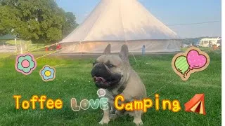 Thumbnail: Toffee loves camping ⛺️