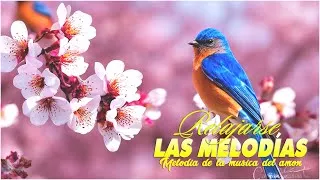 Thumbnail: Mélodies de piano légendaires / Les plus belles mélodies orchestrées